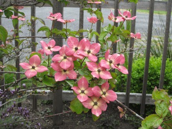 A pink dogwood in the garden of the King home