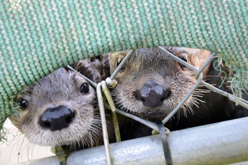 One of the river otters at Wolf Hollow.