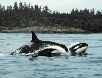 Two members of the Southern Resident killer whales ply the waters off the west side of San Juan Island