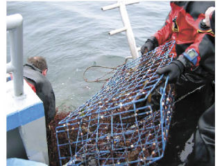 Divers with the state Department of Natural Resources remove a derelict crab pot and fishing net from the sea. An estimated 4