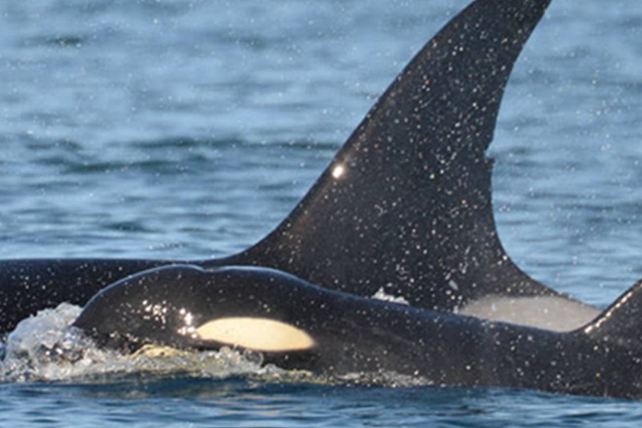 A look at the issues with Southern resident orcas