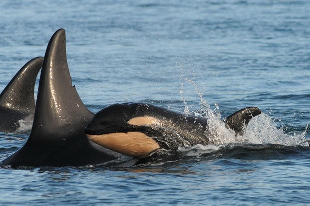 Eighth baby orca recieves designation J54