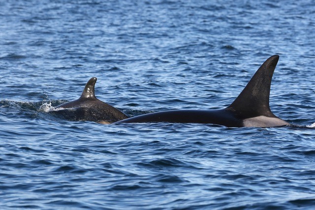 Seventh new Southern resident community orca baby confirmed