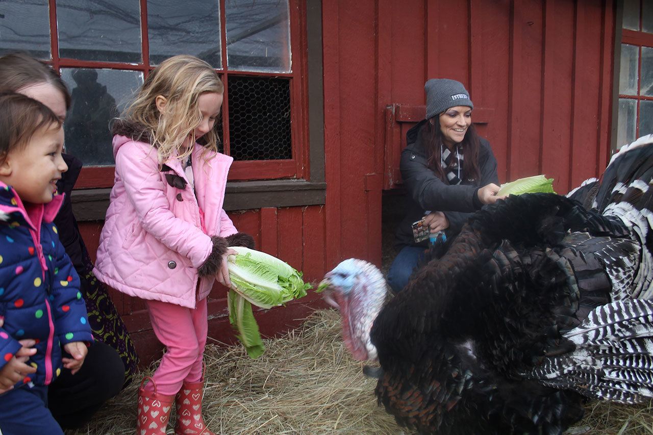 Guests and volunteers feed turkeys fruits and vegetables at the Island Haven Animal Sanctuary.