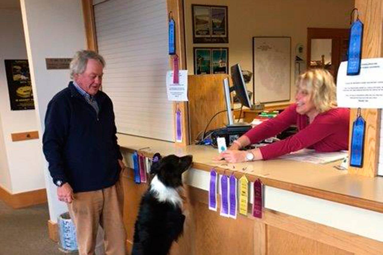 Canaan, a five-year-old Border Collie, receives the town&rsquo;s first 2017 dog license at the San Juan County Auditor&rsquo;s Office.