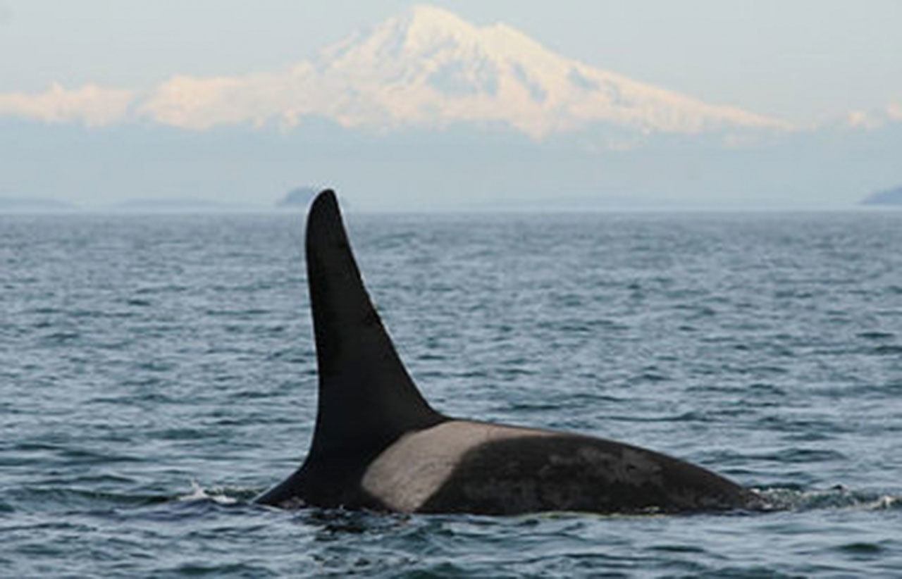 Contributed photo/Dave Ellifrit, Center for Whale Research                                J34 was found deceased off the coast of Canada on Dec. 20, 2016.