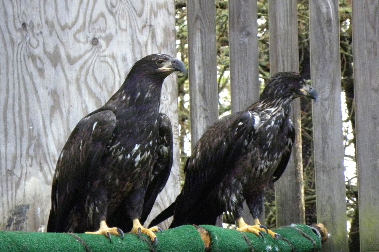 Wolf Hollow releases two juvenile bald eagles