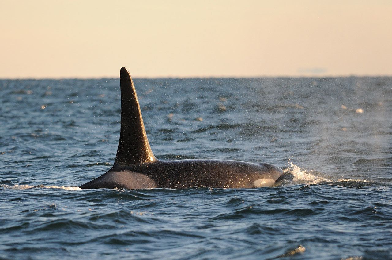 NOAA invites input on proposed killer whale protection zone