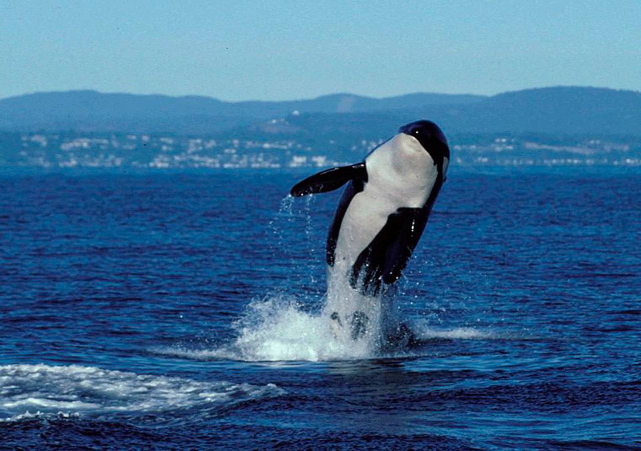 Public comment opened on petition to protect killer whales from noise