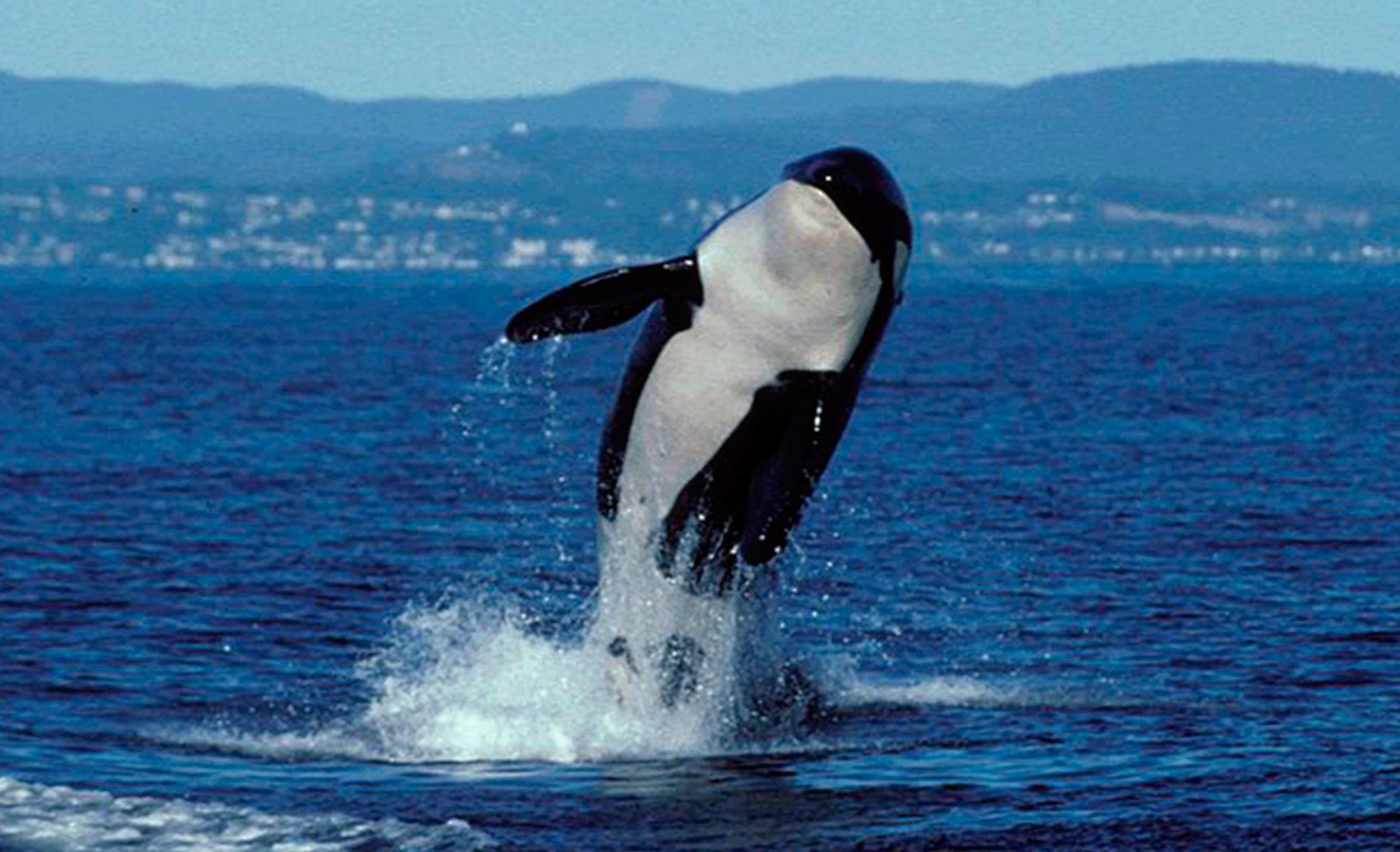 Public comment opened on petition to protect killer whales from noise