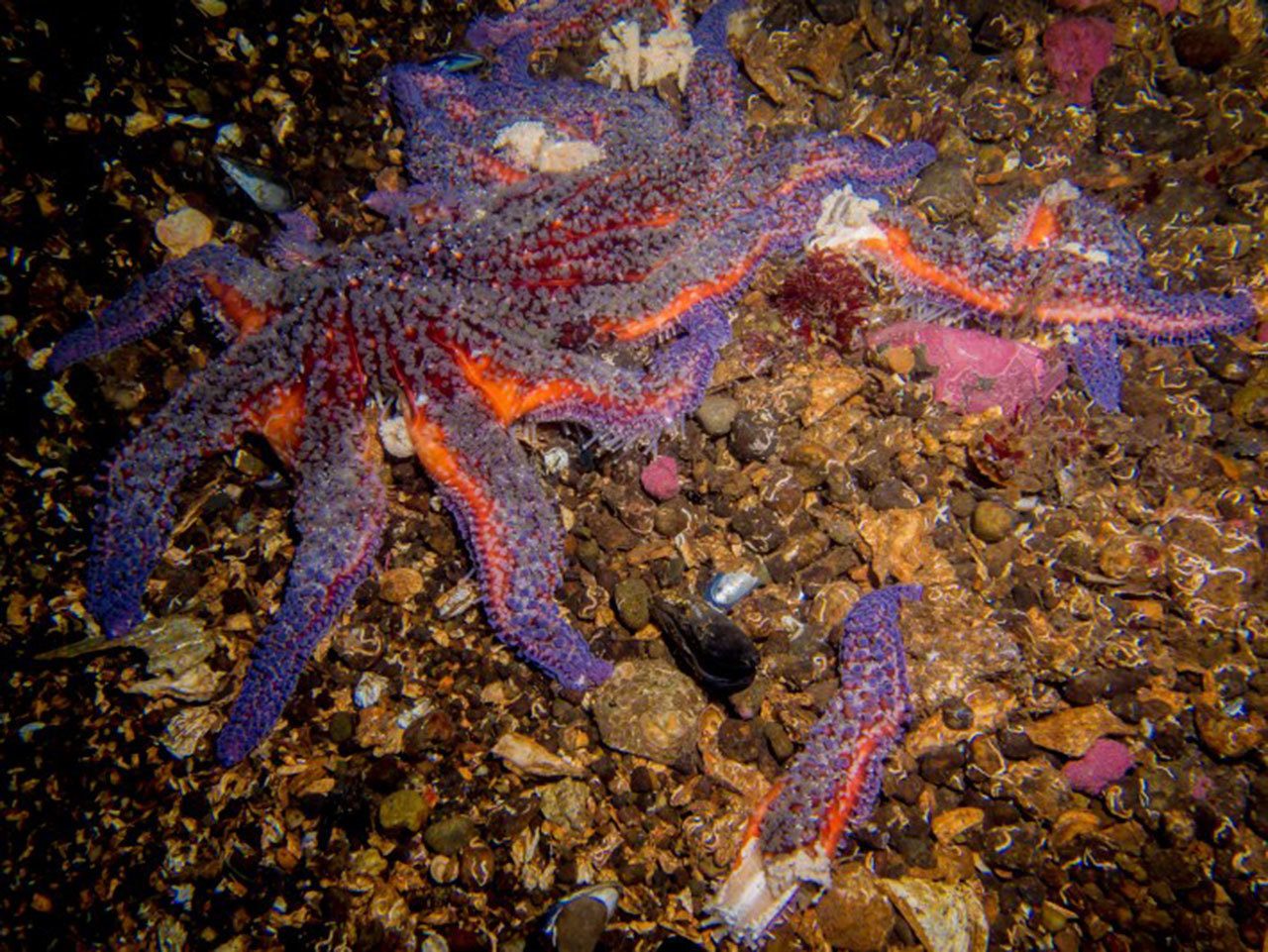 Contributed photo/Jenn Collins                                Sea Star Wasting Disease has taken its deadly toll on at least 20 species of echinoderms, but has affected sunflower sea stars the most, according to the SeaDoc Society.