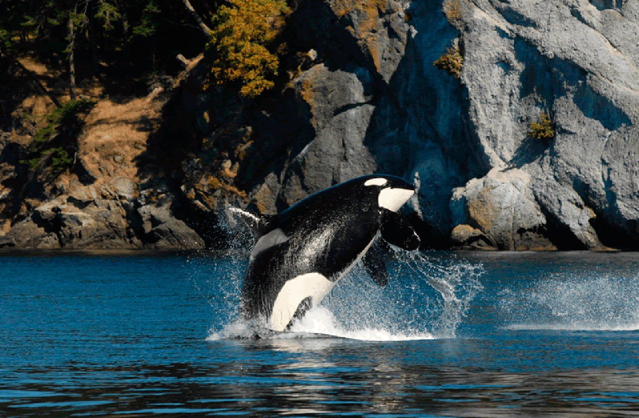 Community potluck set to honor orca Granny