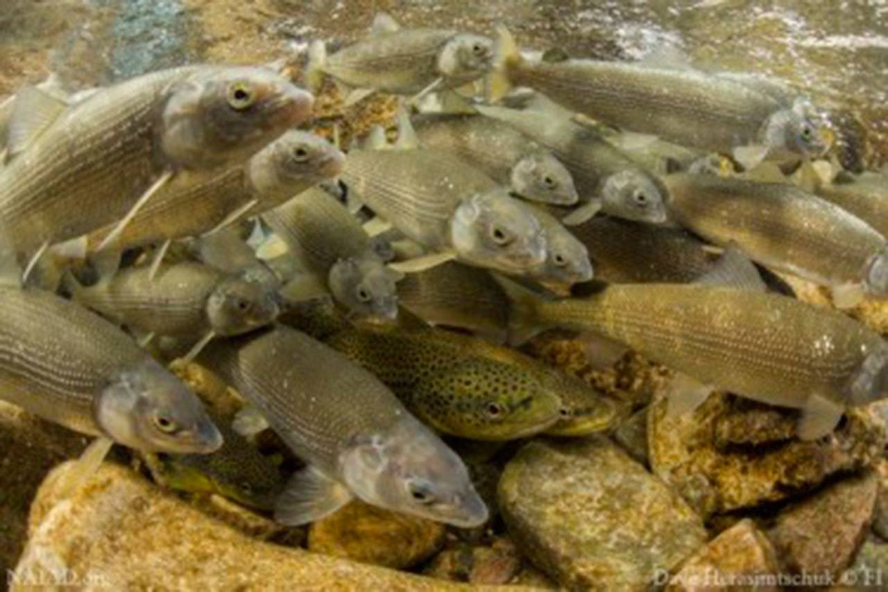 Contributed photo/Dave Herasimtschuk, Freshwaters Illustrated                                Fish have diverse responses to environmental change.