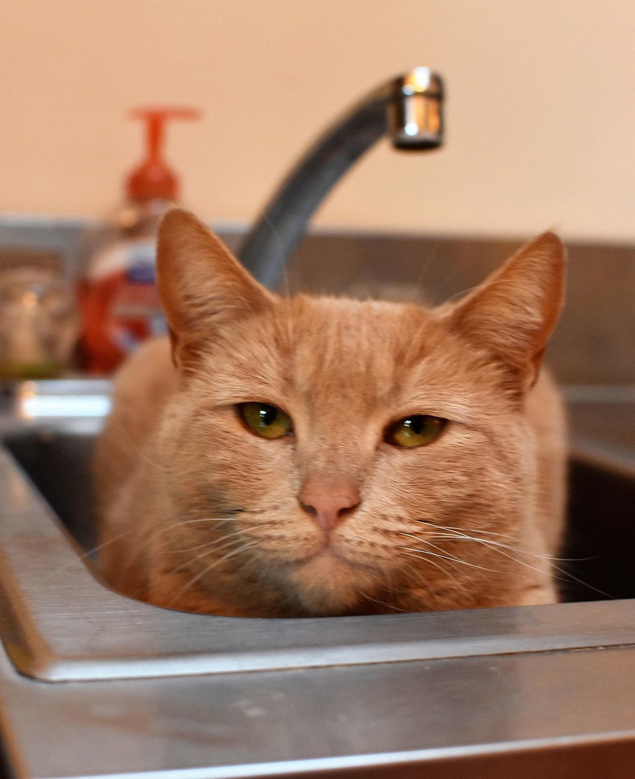 Contributed photo/Animal Protection Society of Friday Harbor