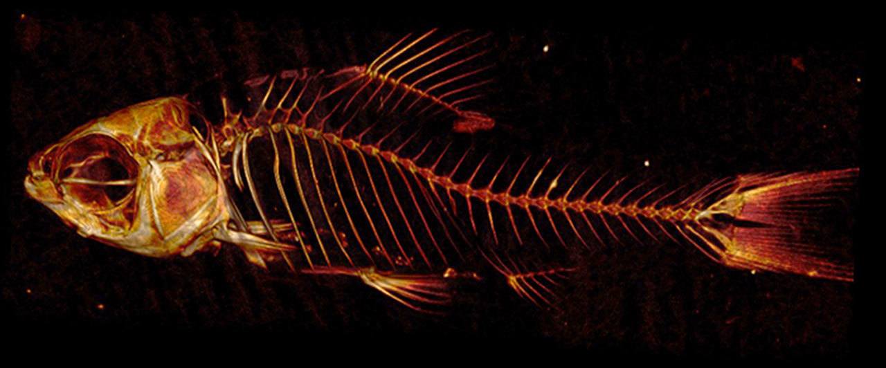 Contributed image/Friday Harbor Laboratories                                CT scan of an African Jae barb.
