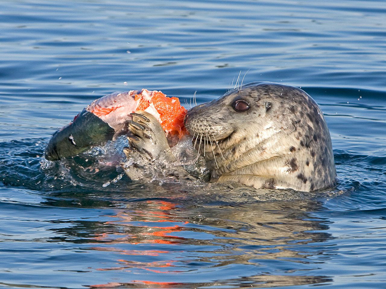Contributed photo/Phil Green                                A harbor seal eats salmon in the San Juan Channel.