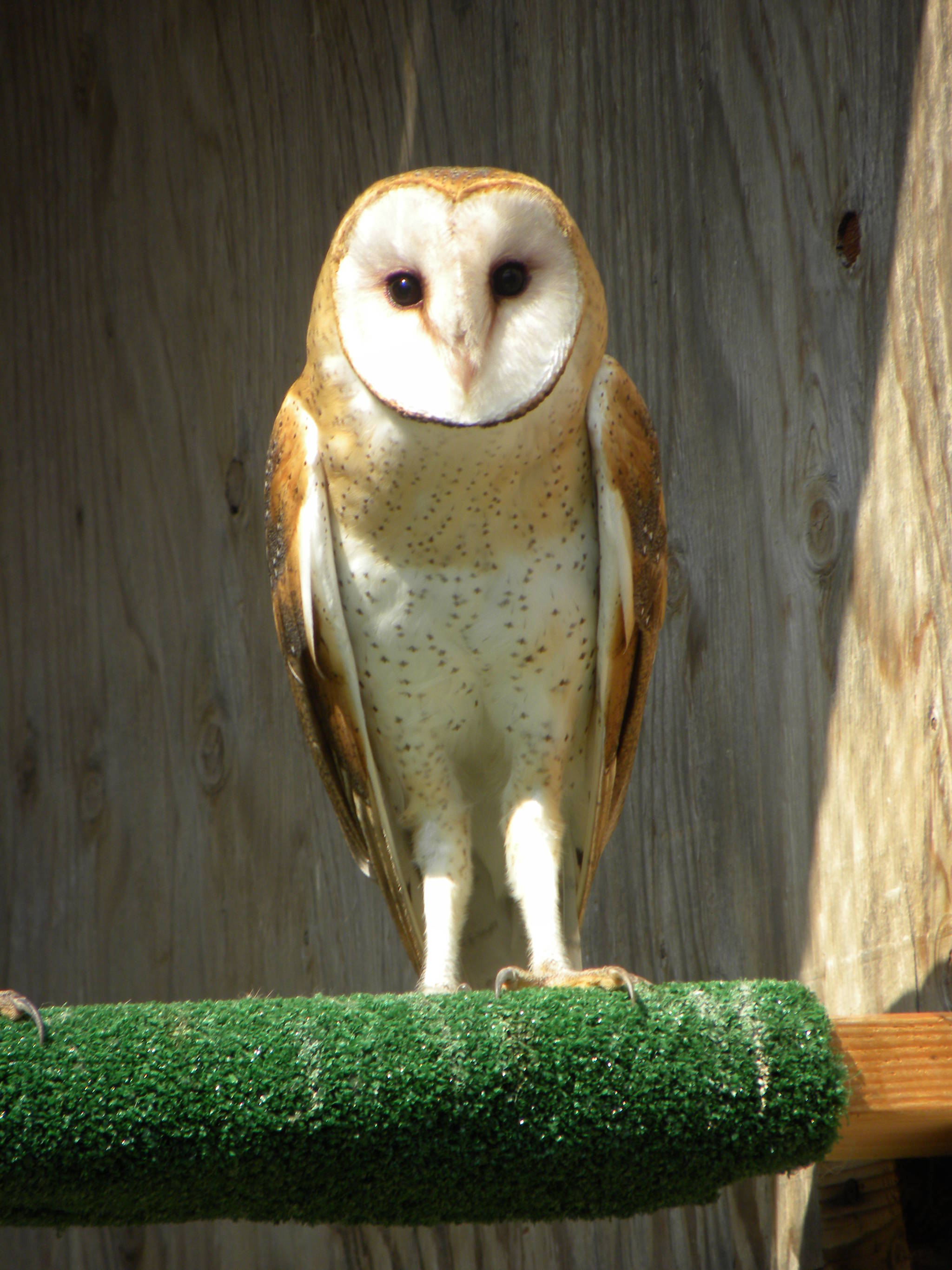 Wolf Hollow open house and baby shower