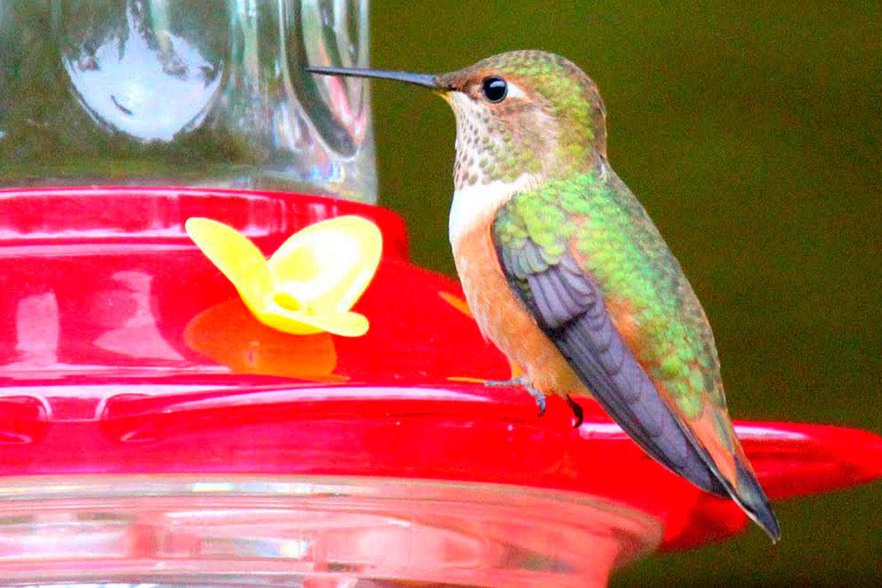 Rufous hummingbirds return to the San Juans