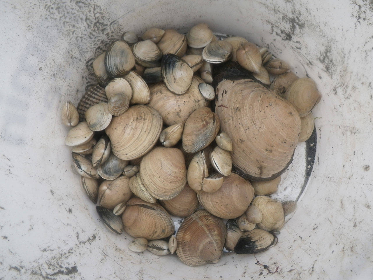 Soapy clams raise concerns for island ecosystems