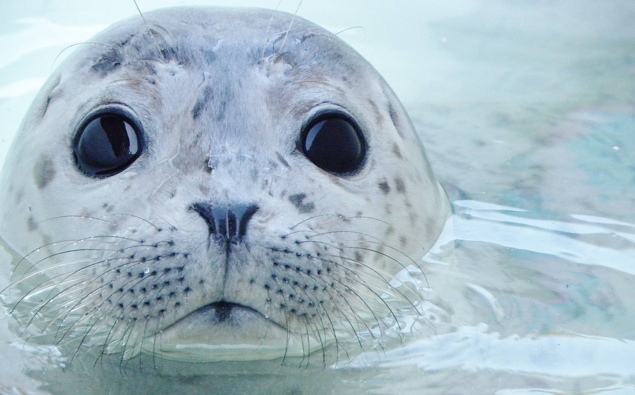 Contributed photo/ Wolf Hollow                                “Nootka,” is a Pacific Harbor Seal pup in rehab.