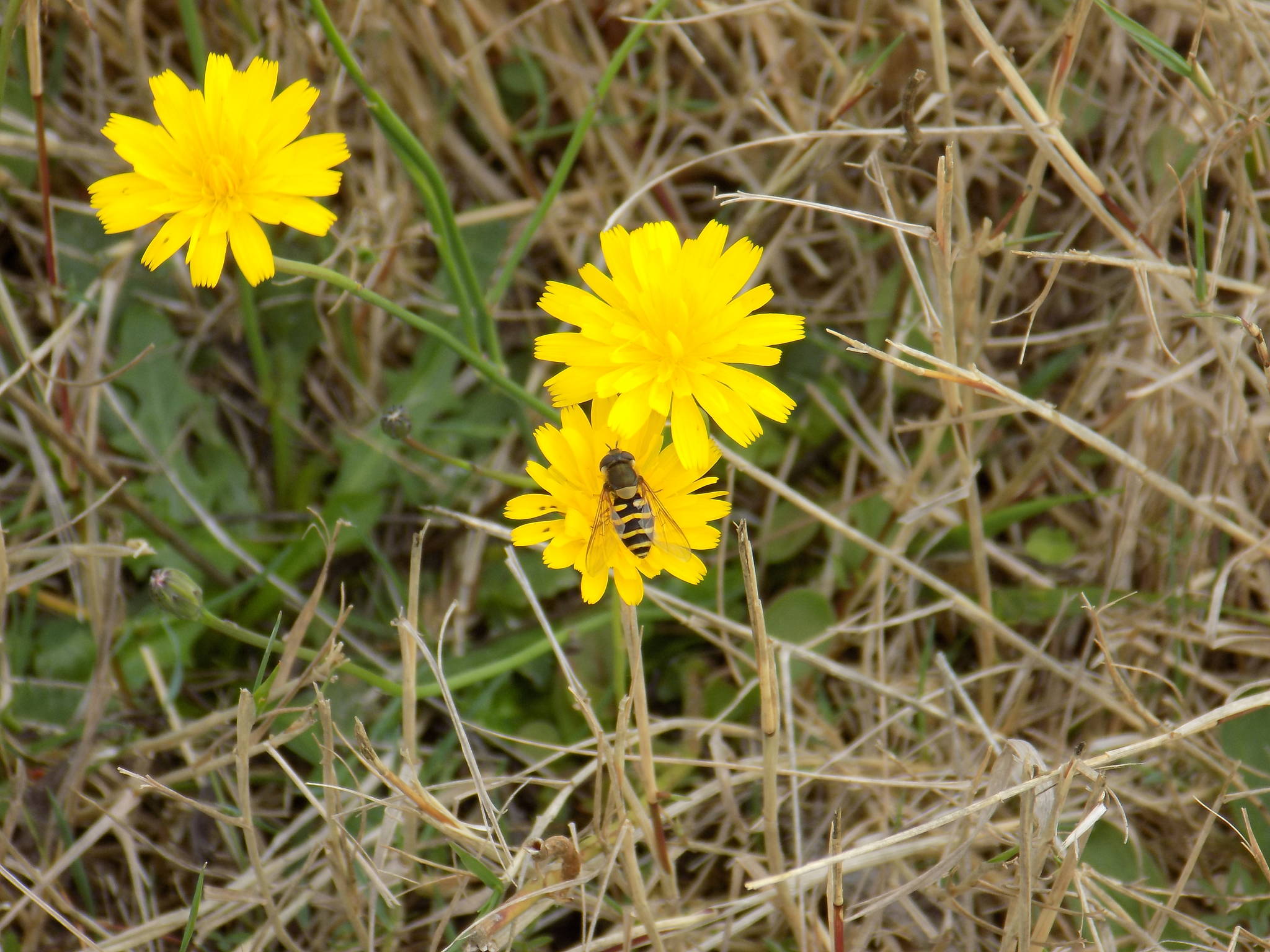 Contributed photo/Kwiaht                                A syrphus ribesii hoverfly lands on a flower.
