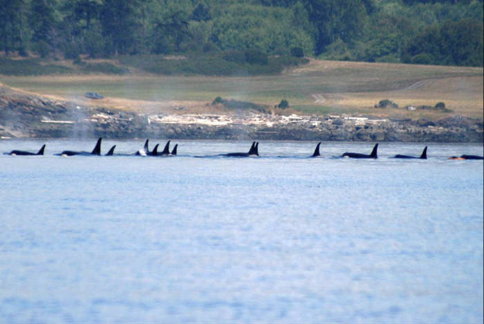 Contributed photo/ NOAA                                Group of Southern resident killer whales resting near the San Juan Islands.