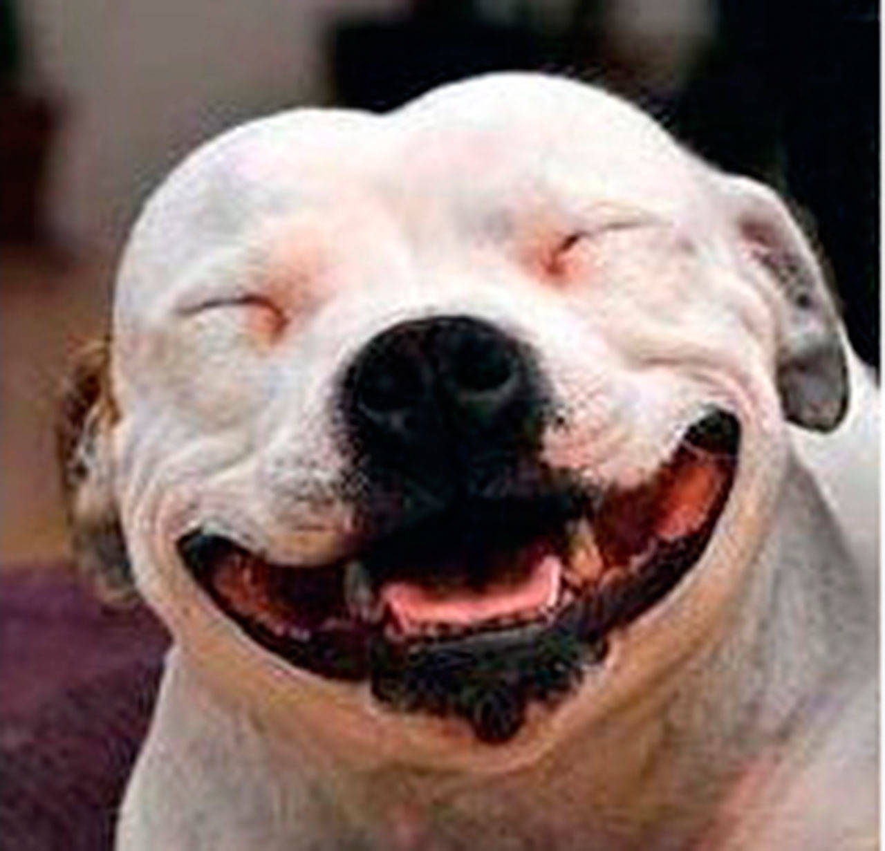 Contributed photo/Animal Protection Society of Friday Harbor