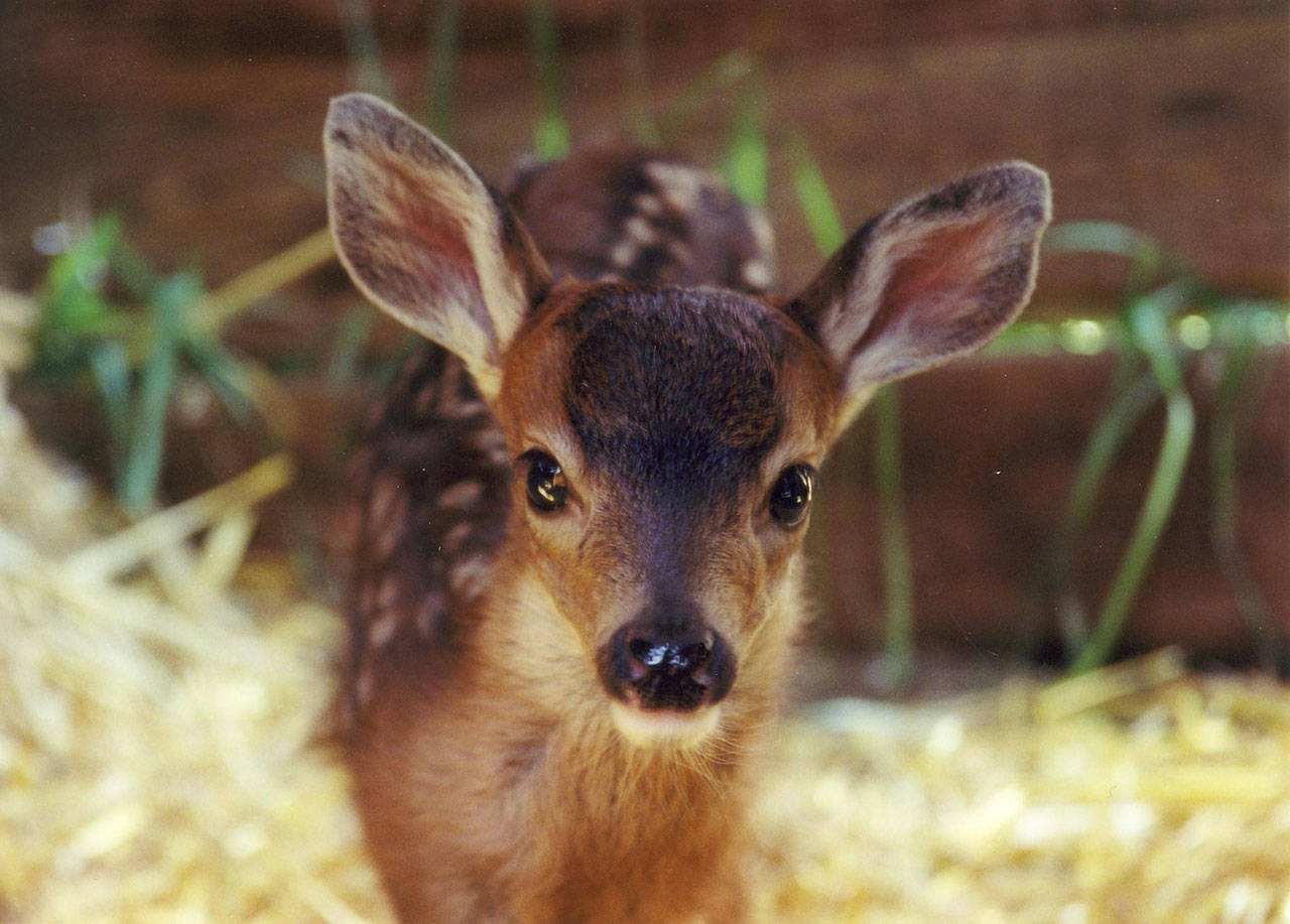 Contributed photo/Wolf Hollow Wildlife Rehabilitation                                Island fawns are about the size of a house cat.