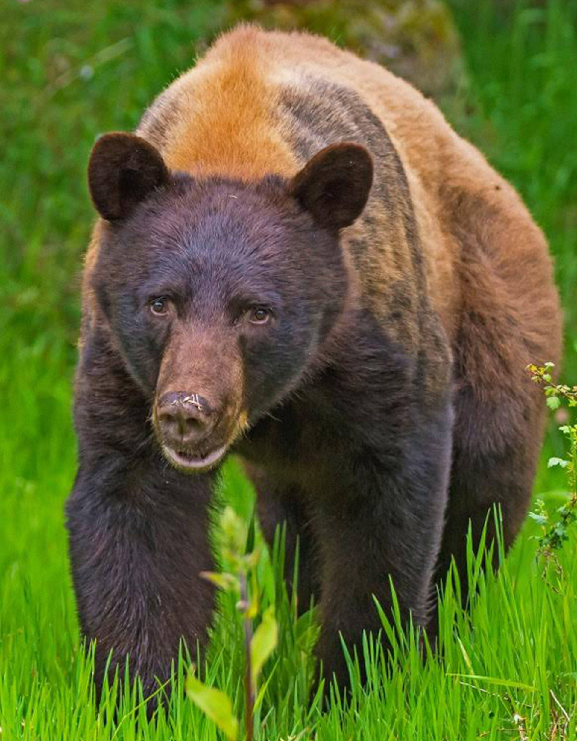 Black bear now on Orcas has likely been eluding authorities since last week | Update