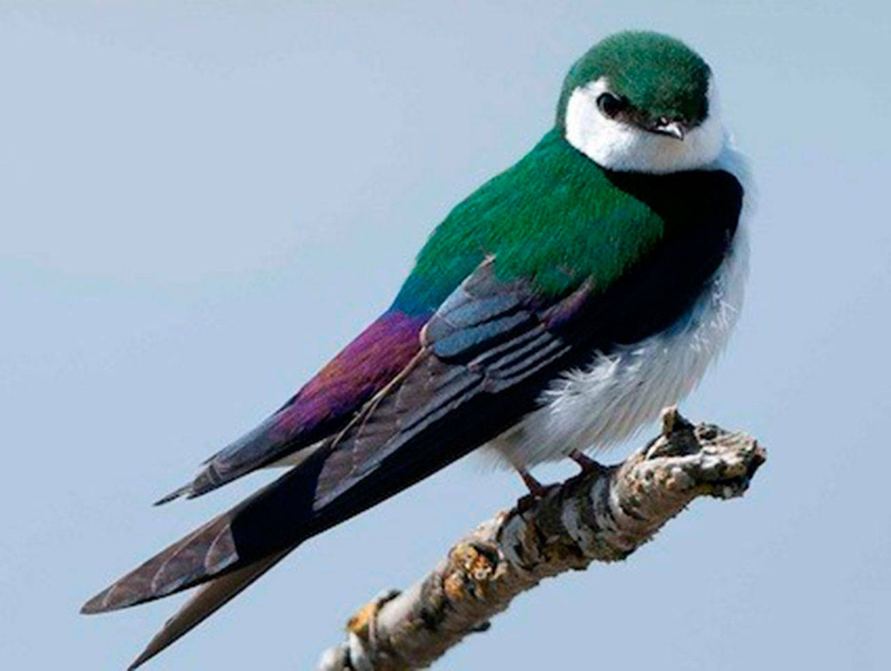 Contributed photo/Cornell University. Violet-green swallow.