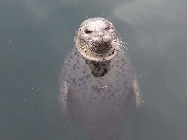 Contributed photo                                Popeye the harbor seal.