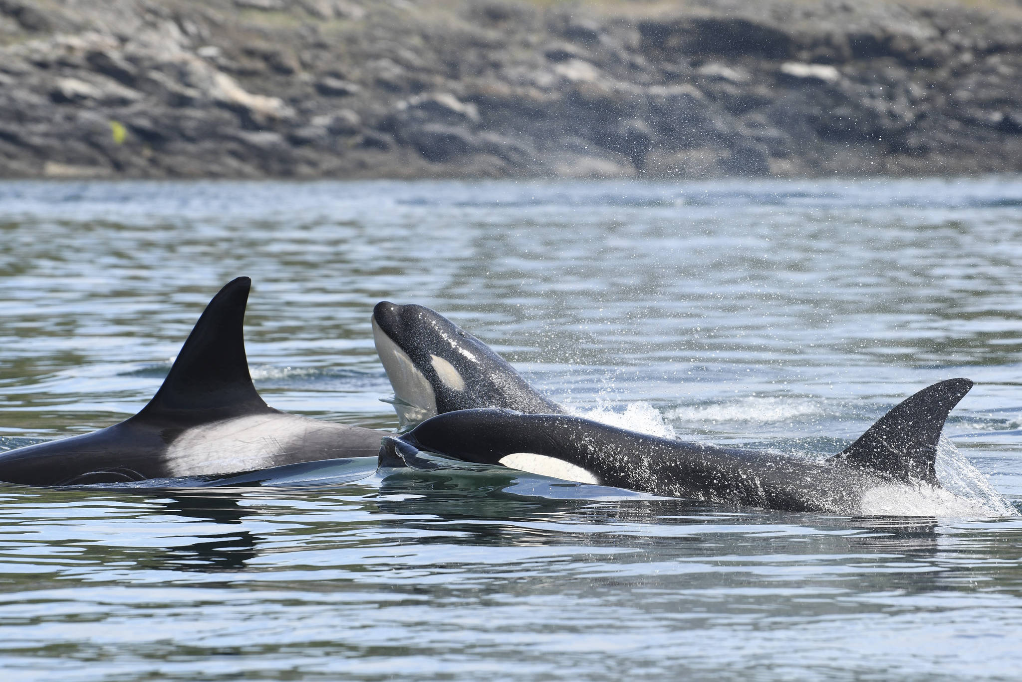 Transient orca sightings on the rise near San Juan Islands