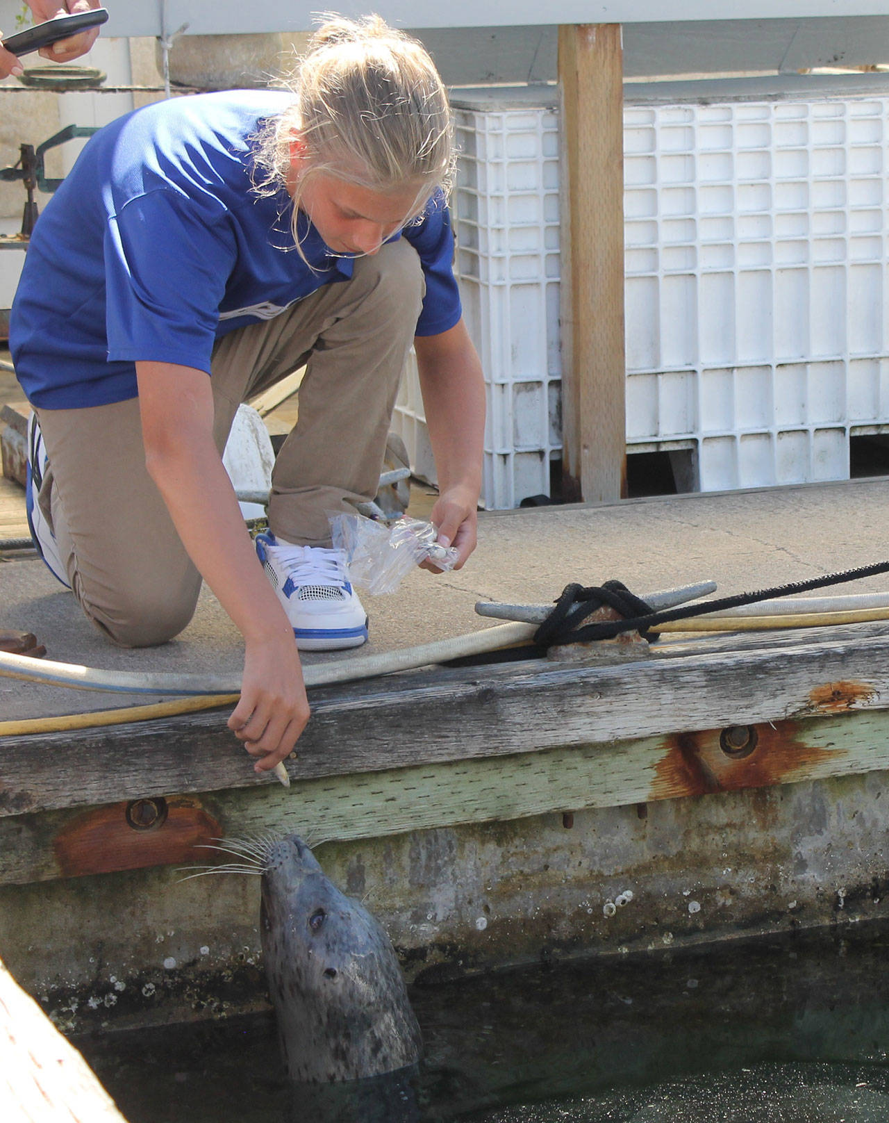 Staff photo/Hayley Day                                Popeye is fed fish by Friday Harbor Seafood at the Port of Friday Harbor.                                Note that it is illegal to feed, touch, or harass marine mammals. Violations of the Marine Mammal Protection Act can result in fines ranging up to $10,000