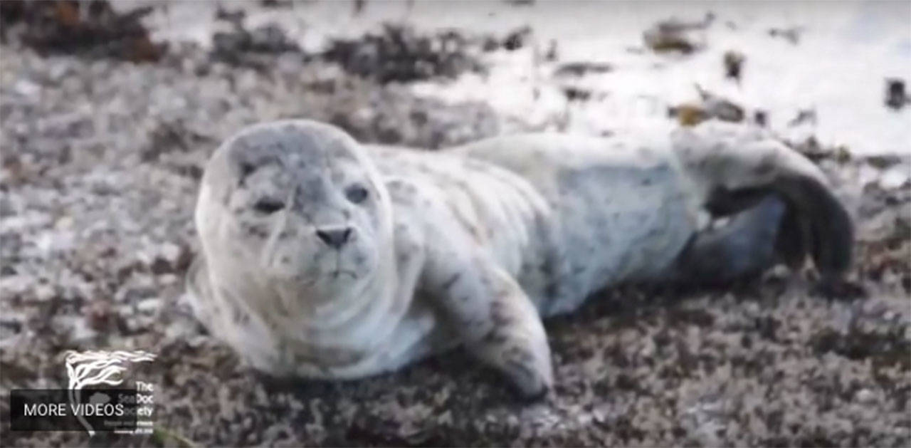 SeaDoc interns help stranded harbor seal pup | Video