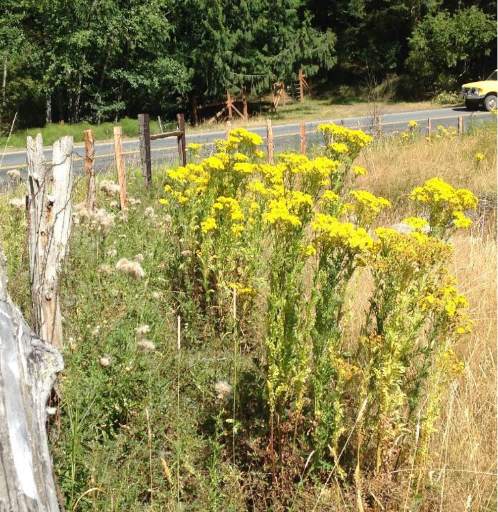 Contributed photo                                Tansy ragwort has yellow flowers and 13 petals.