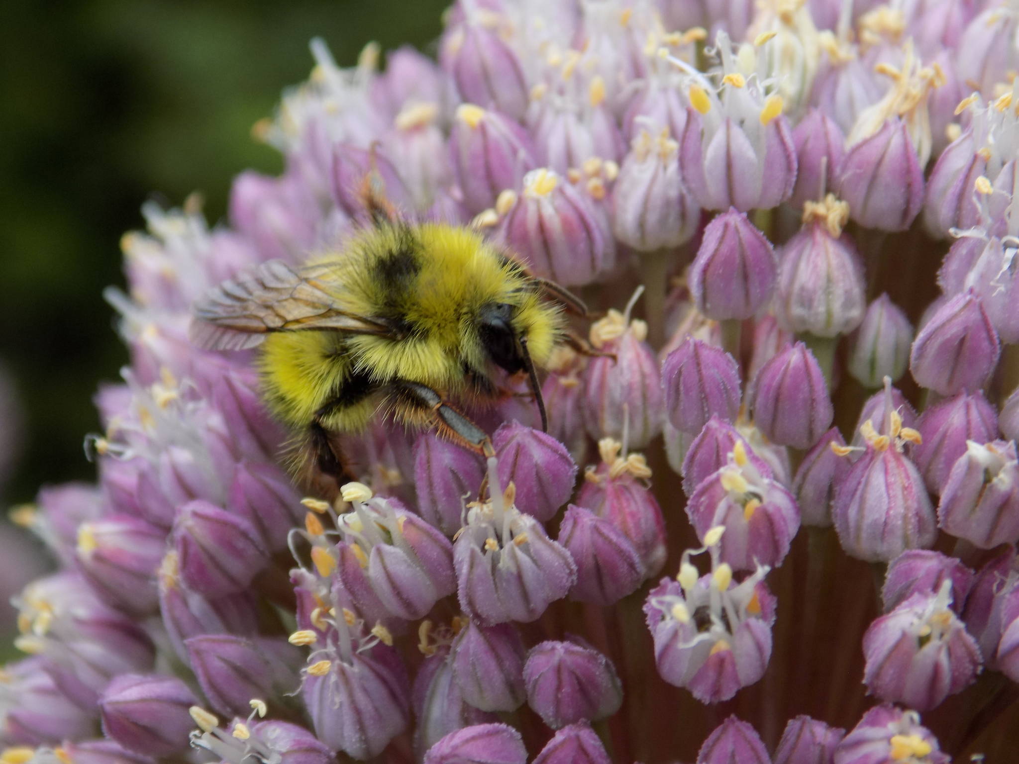 Honeybees can displace native bees | Guest Column