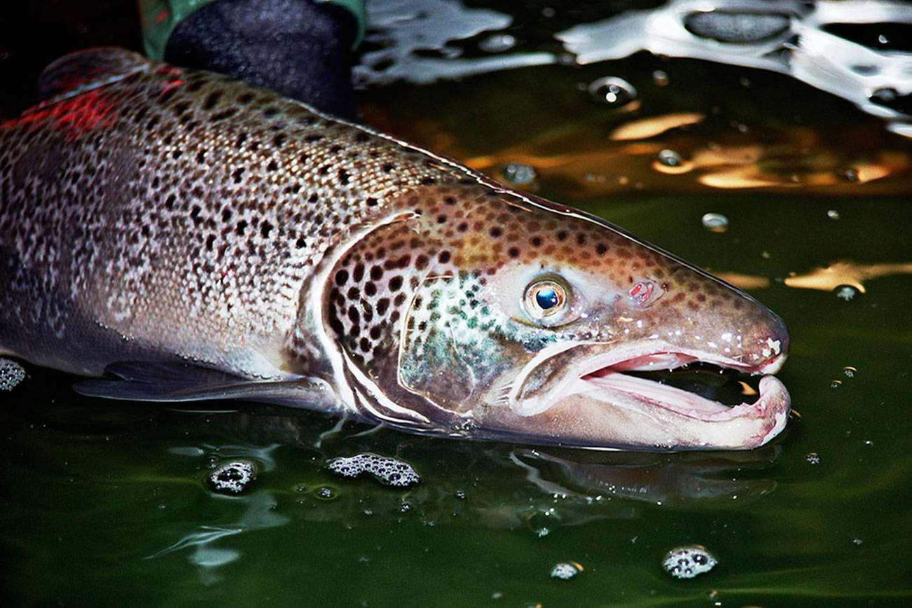 Lummi Nation fishermen capture more than 43,500 Atlantic salmon