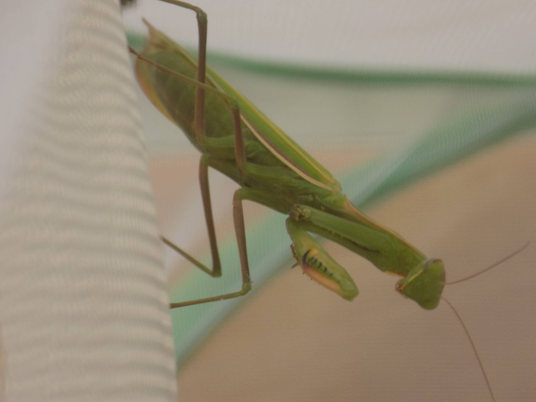 Contributed photo/Kwaiht                                European Praying Mantises, like the one above, are large enough to compete with birds, frogs and small mammals like bats and shrews for prey.