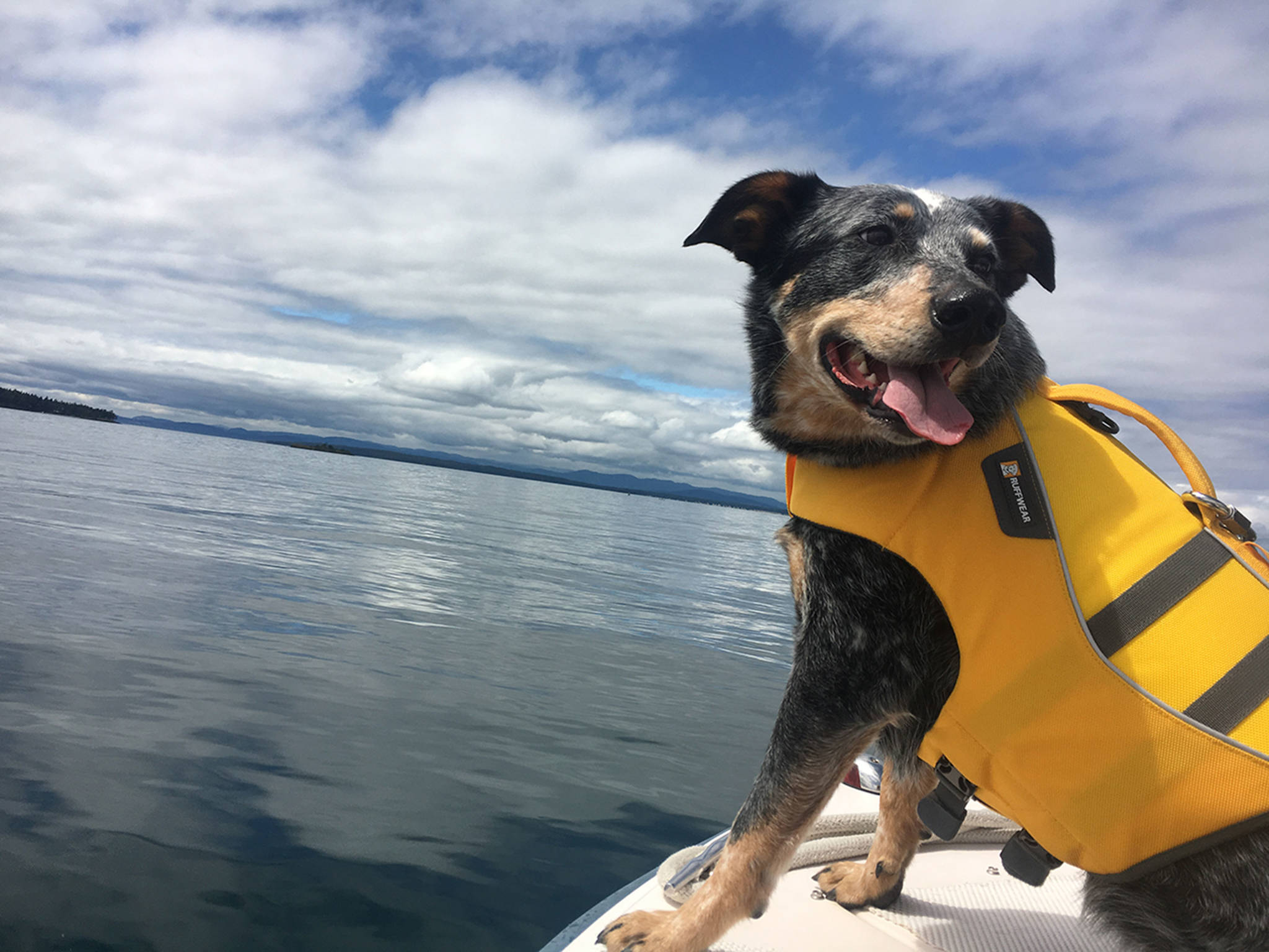Tucker retires from orcas poo-sniffing duties