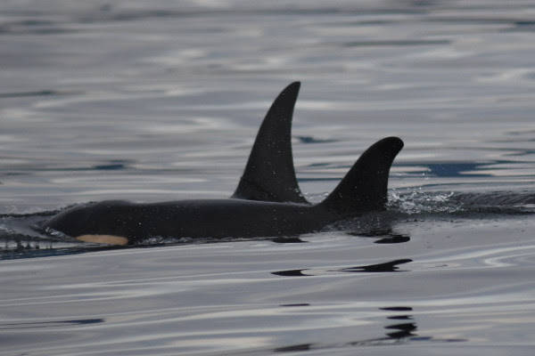 Contributed photo/Center for Whale Research                                J-52, one of six orcas born during the &ldquo;baby boom&rdquo; of 2015, has passed.