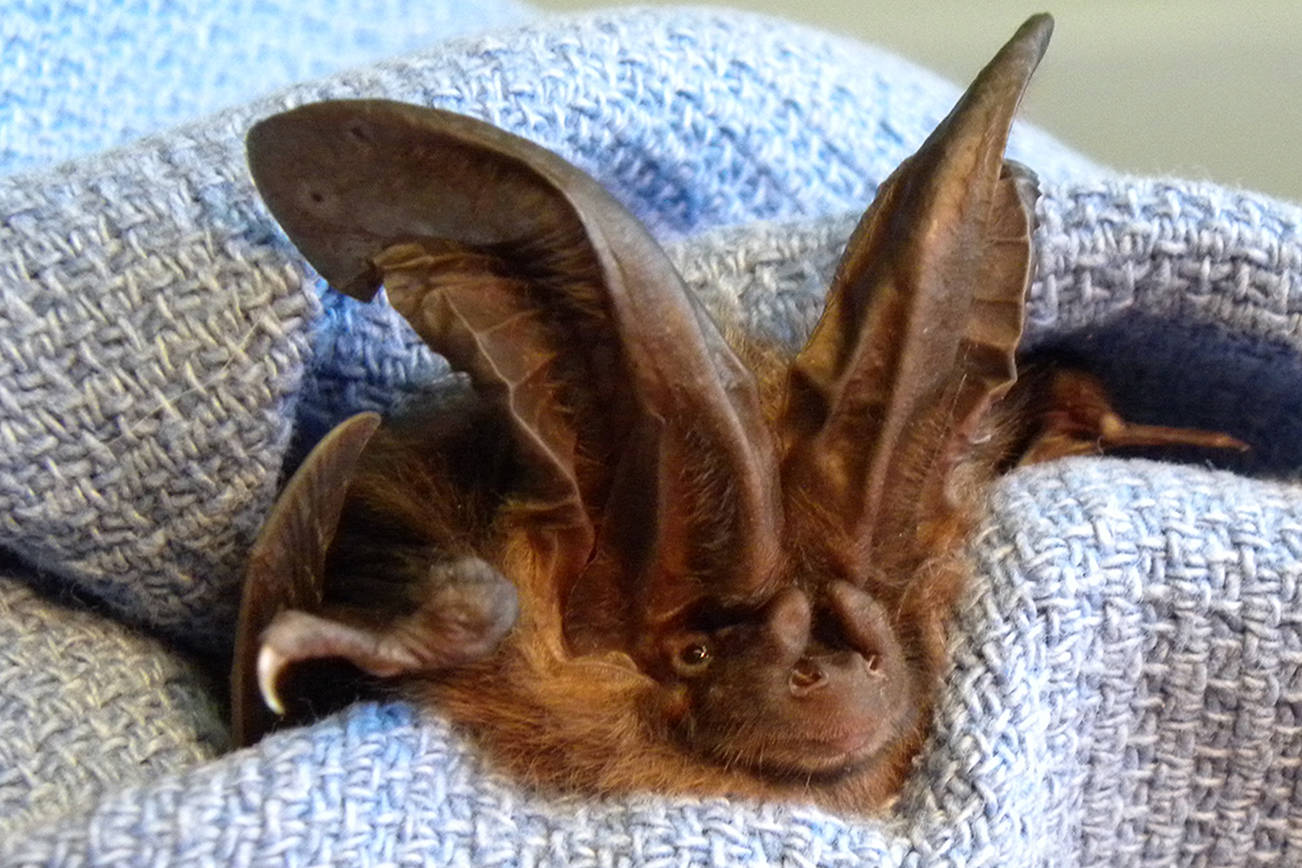 Contributed photo/Wolf Hollow                                A rare Townsend’s big-eared bat that was found in distress, brought to Wolf Hollow, revived, and released alive and lively.