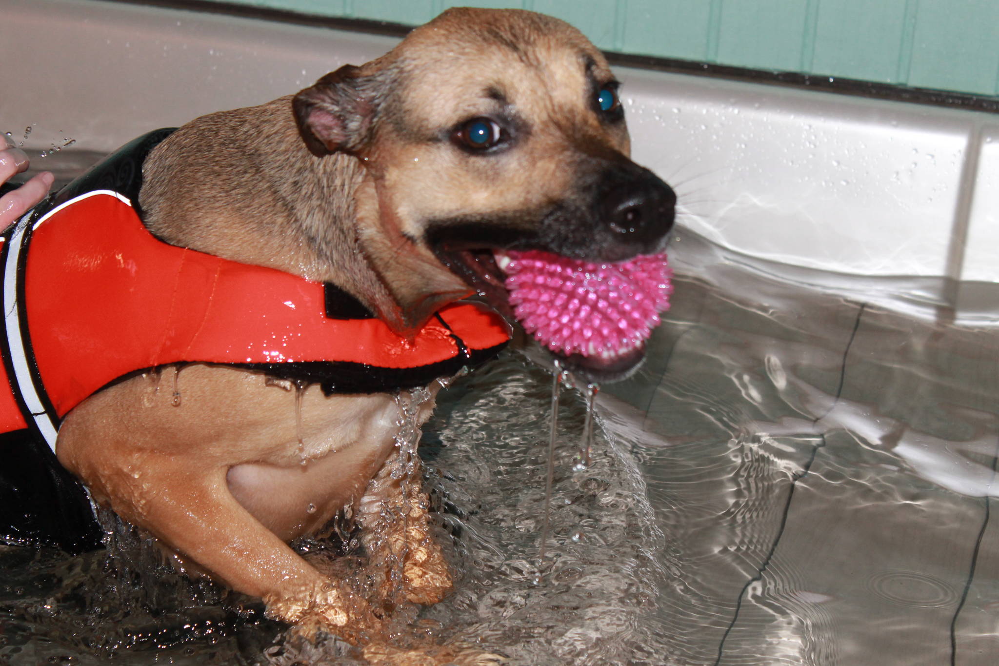 Staff photo/Heather Spaulding                                Addi at Skookum Dog Rehabilitation and Fitness.