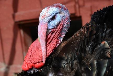 Contributed photo/Island Haven Animal Sanctuary                                Honor their rescued turkeys at the event.