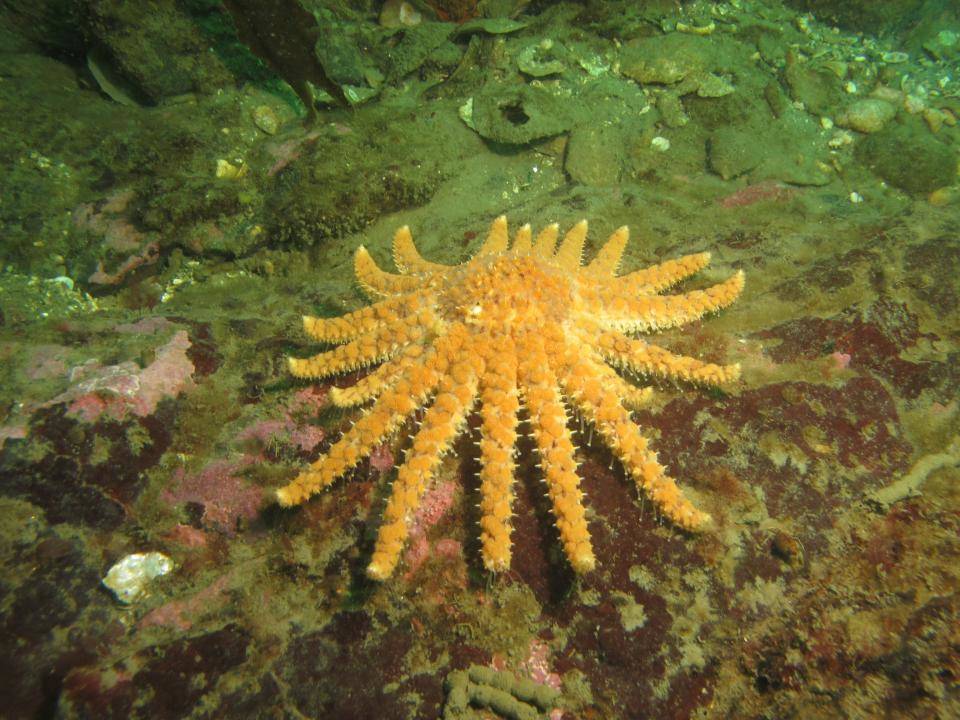 Contributed photo/Joe Gaydos, SeaDoc Sunflower sea stars have been almost wiped out in the Salish Sea by a wasting disease.