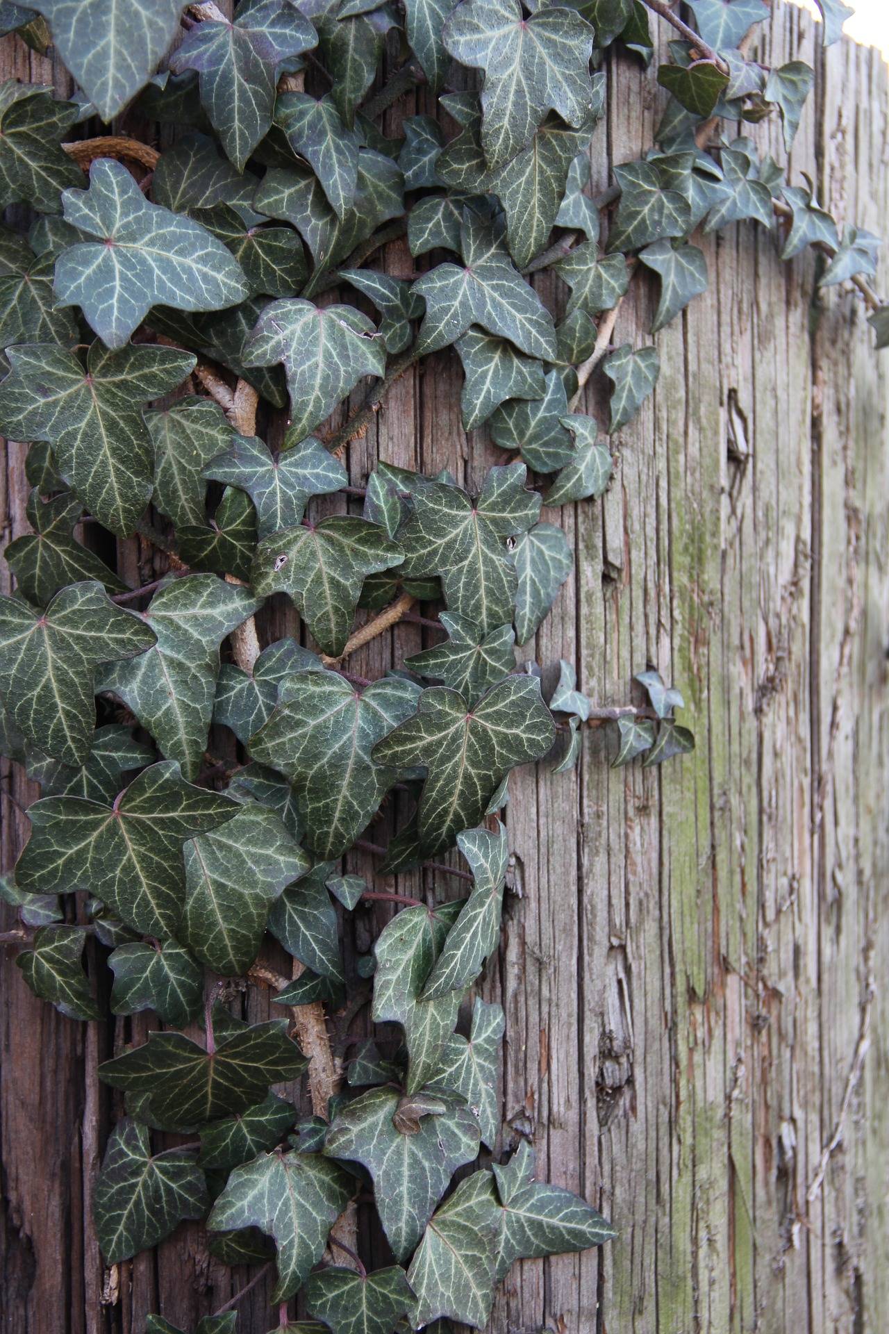 Watch out for noxious weed, English ivy