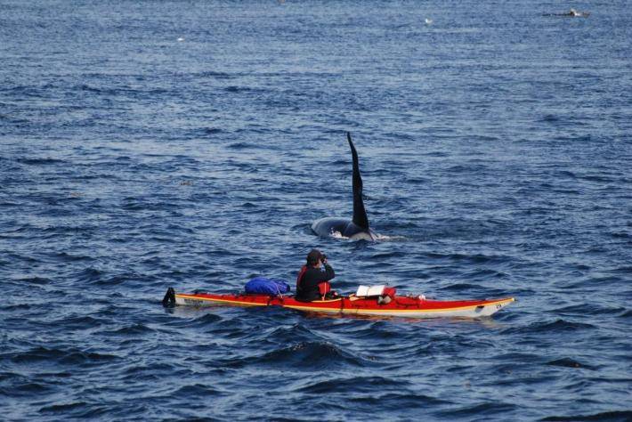Contributed photo/Joe Gaydos                                A kayaker photographs an orca.