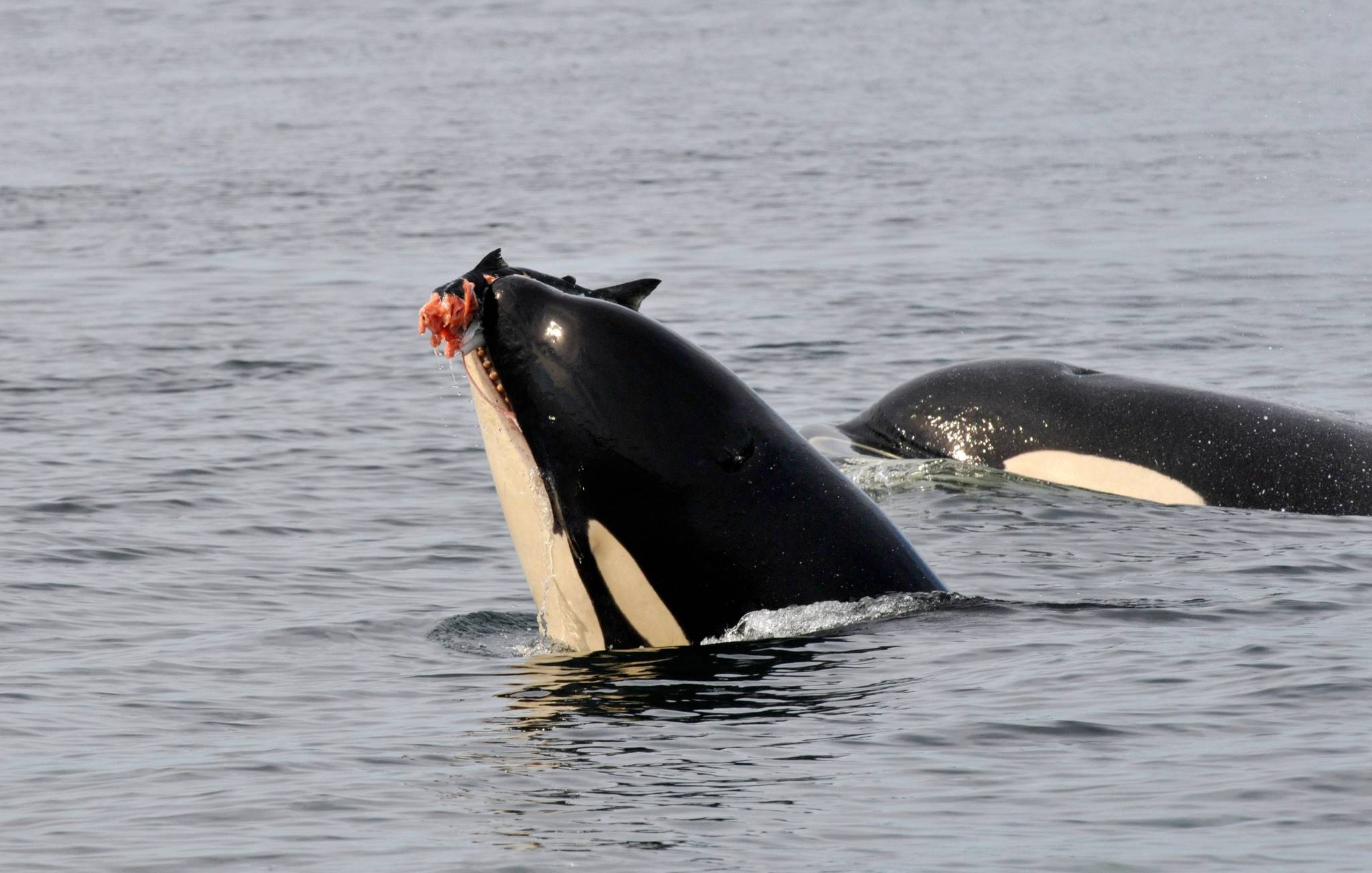 Photo credit/ Astrid van Ginneken, Ph.D., for Center For Whale Research                                A Southern resident killer whale feeding on salmon.