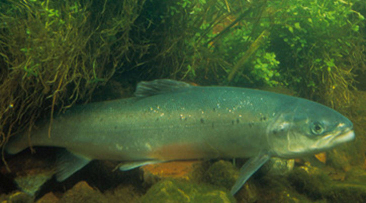 Contributed photo/NOAA                                At least 30,000 Atlantic salmon escaped into the Puget Sound last August from a net pen facility near the San Juans.