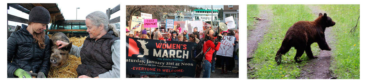 Top stories include articles on a pig who jumped off the ferry (staff photo), the Women’s March (staff photo) and a black bear on Orcas Island.