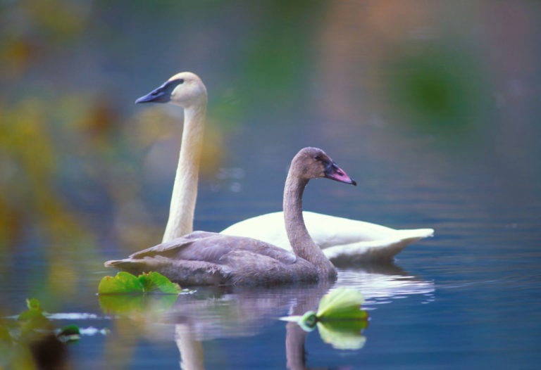 Contributed photo/Kurt Thorson                                Trumpeter swans on Zylstra Lake.